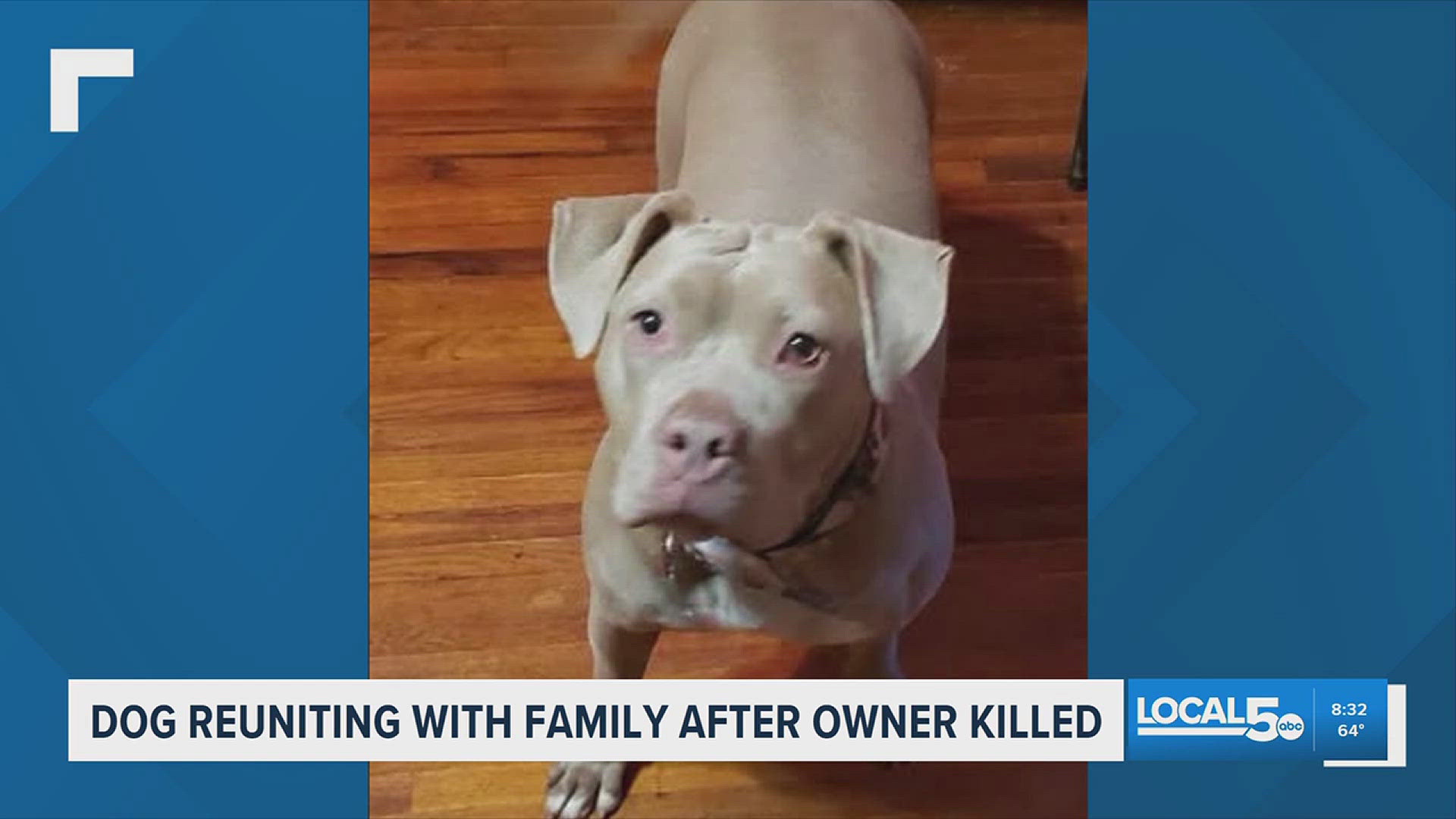Dog reunites with family after owner dies in West Virginia crash | wbir.com