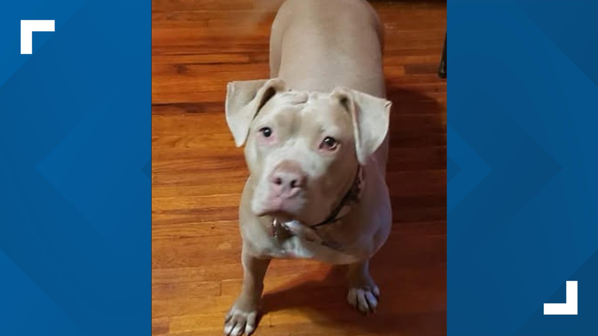 Dog reunites with family after owner dies in West Virginia crash | wbir.com