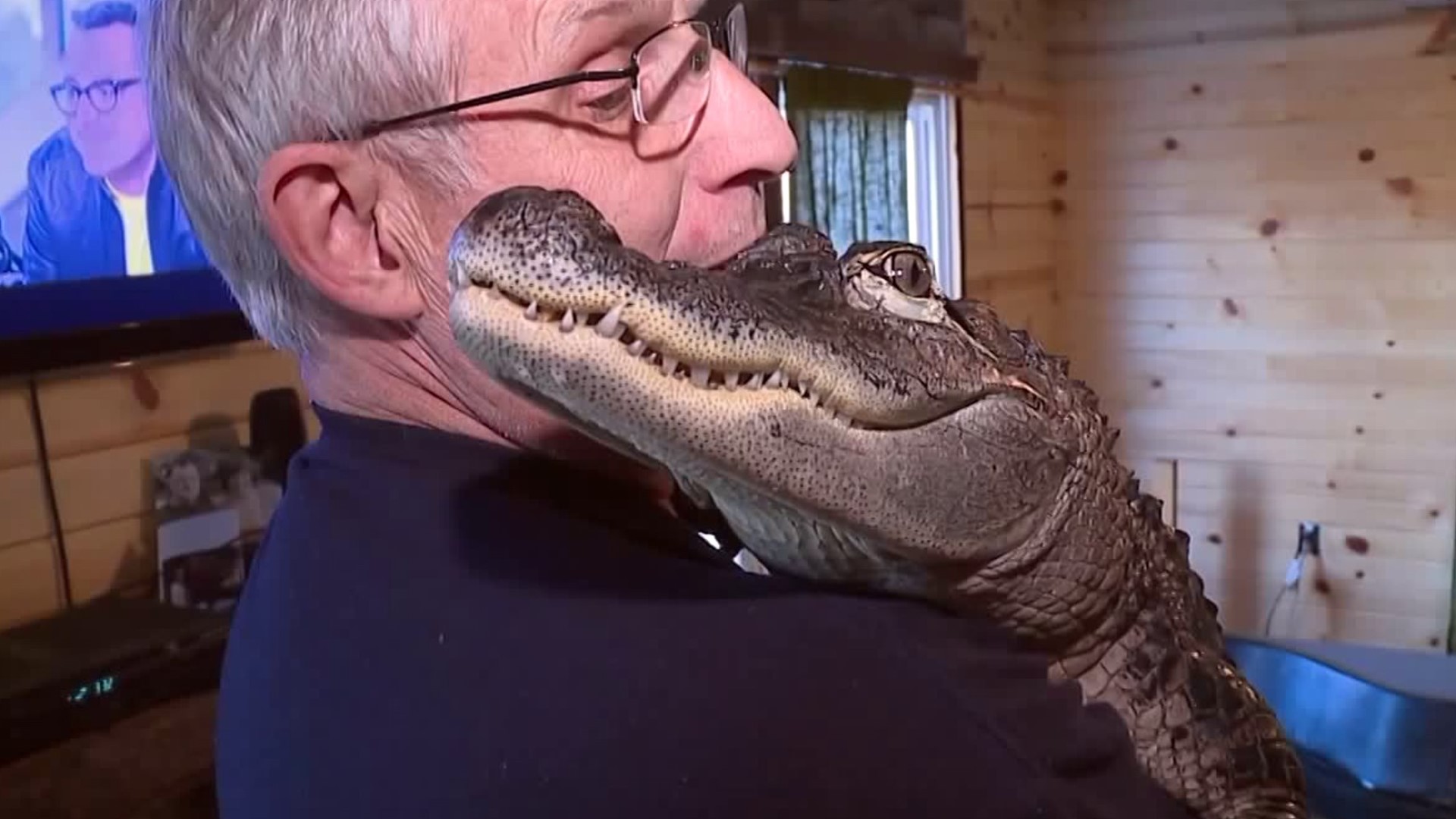 While some emotional support animal claims aren't backed up, WallyGator is actually a working emotional support alligator registered to a man in Pennsylvania.