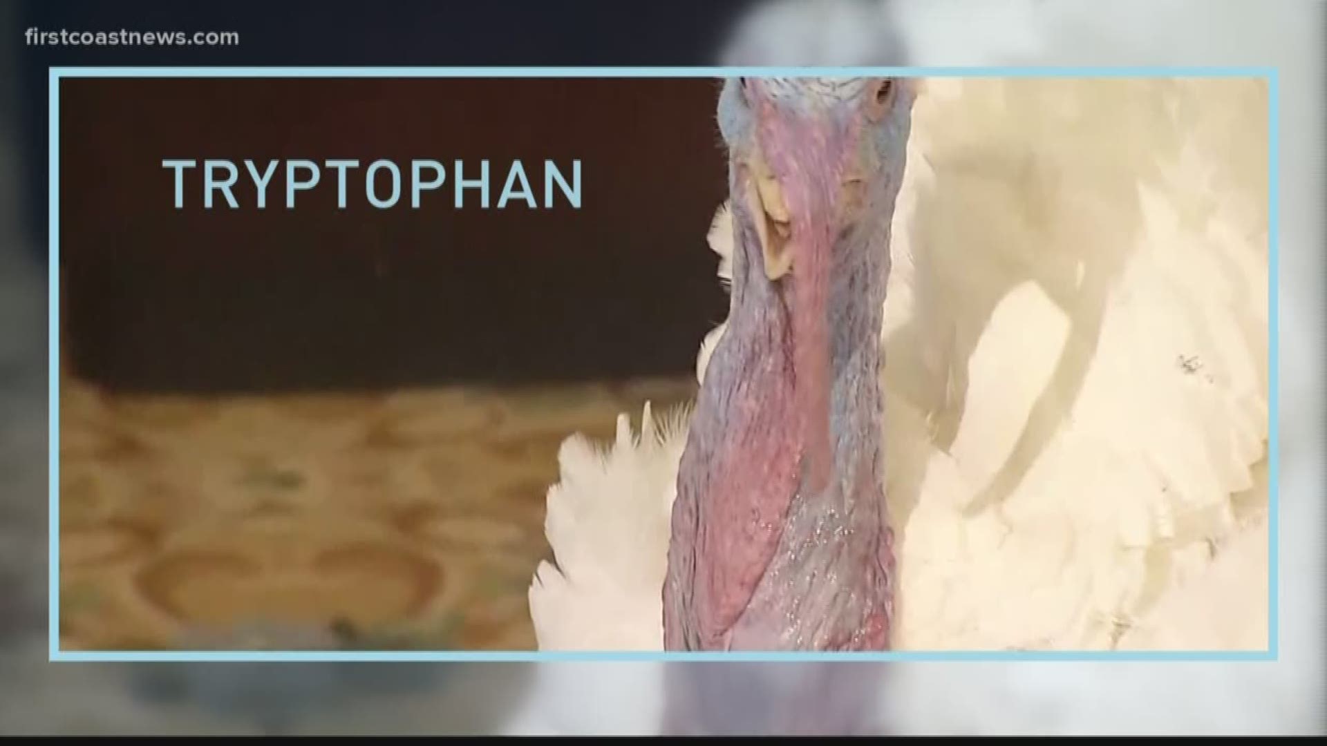 We set out to verify if tryptophan in turkey meat causes you to get sleepy after eating it.