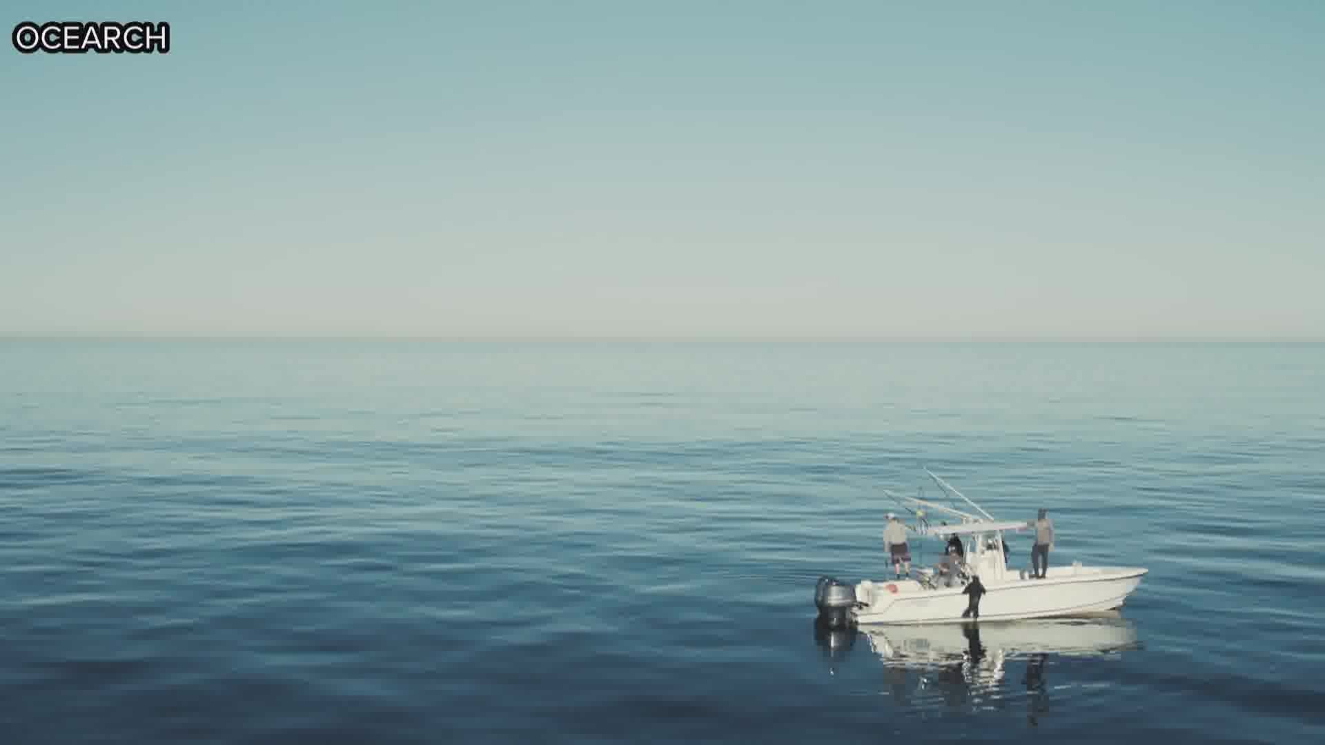 Ocearch, which tracks sharks that have been tagged in the wild, reports Miss Costa, a great white shark, was detected a little more than 100 miles off the Florida coast on Monday. https://on.wtsp.com/2WGNpU1