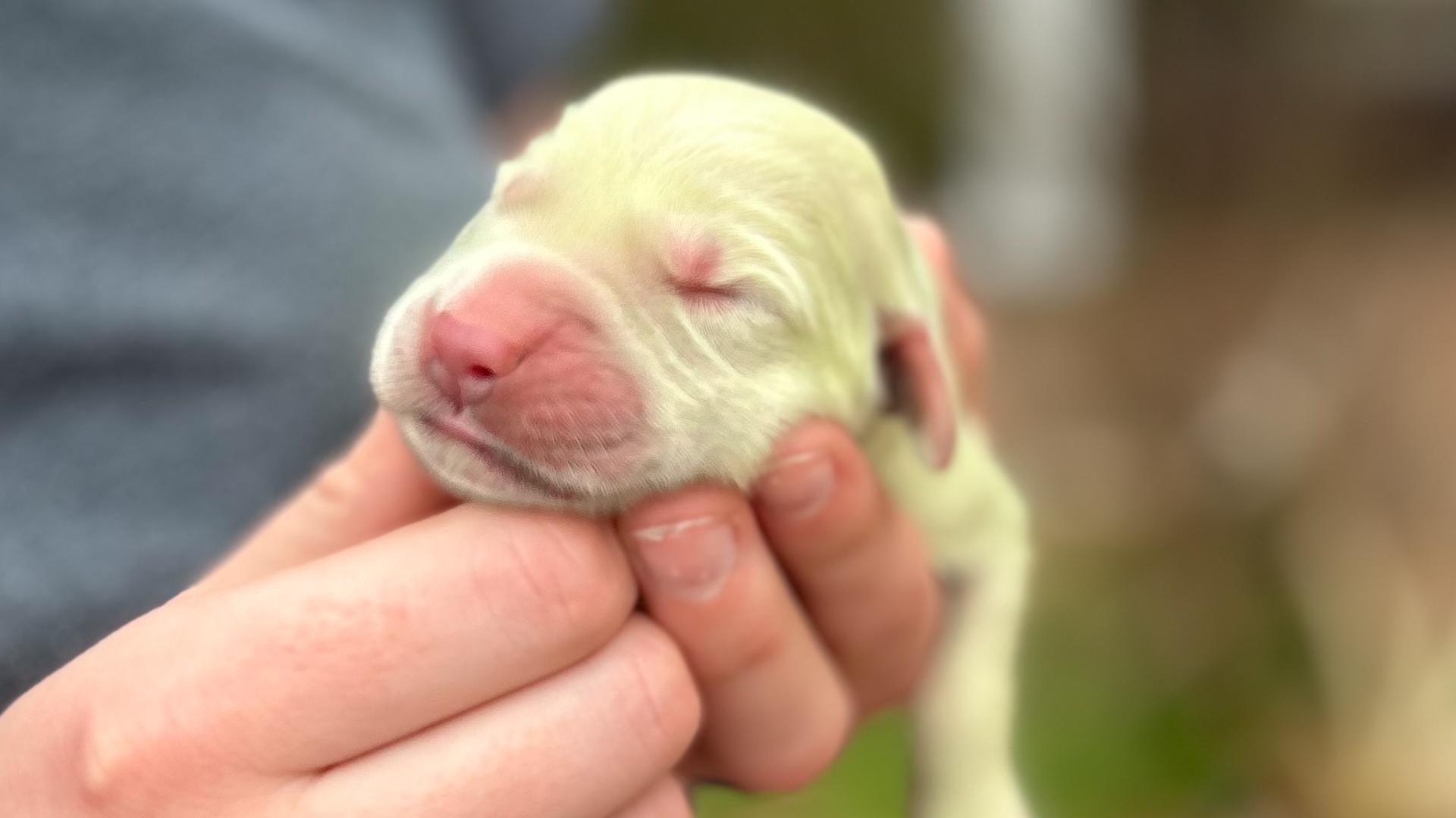 Meet Shamrock Green golden retriever born with rare tint to fur