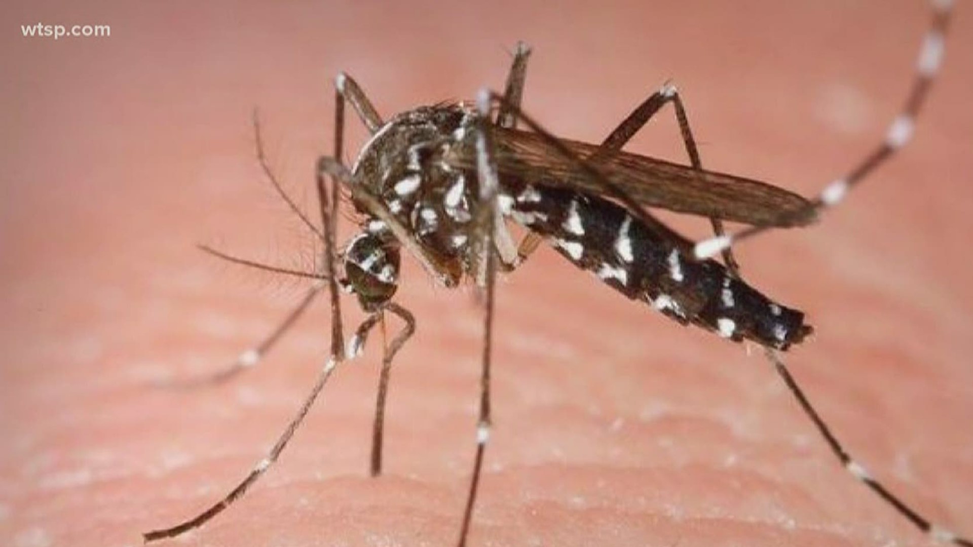 Hillsborough mosquito control says we’ve been seeing a lot of one particularly nasty species called Mansonia Titillans.