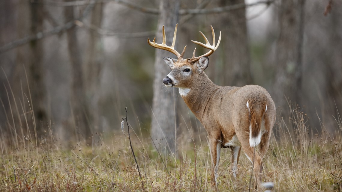 Tennessee deer hunting season starts Nov. 6 with muzzleloaders
