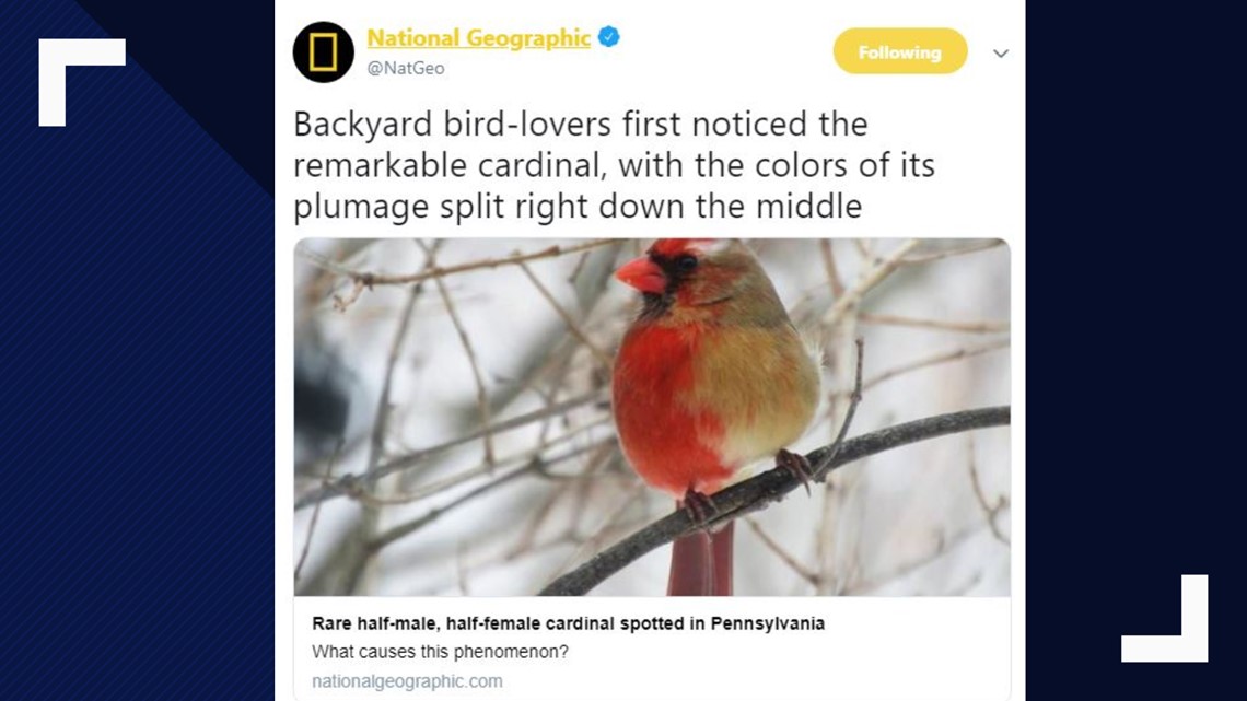 Pennsylvania couple spots half-male, half-female cardinal | wbir.com