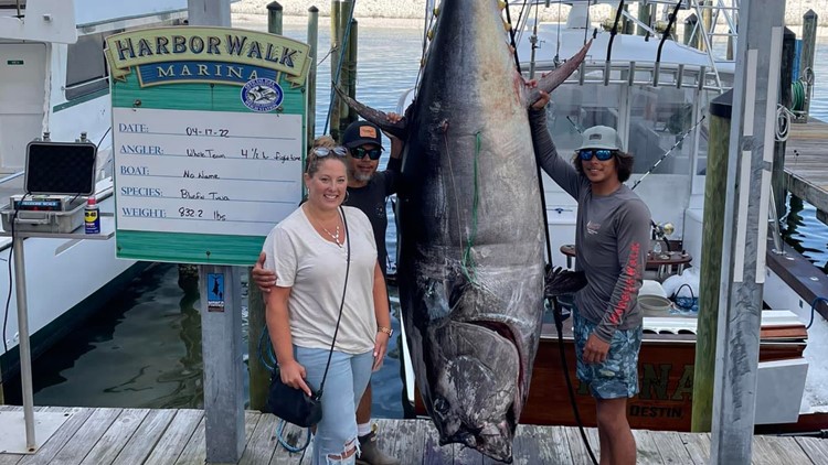 What a catch! Boat crew reels in 800-lb Bluefin tuna