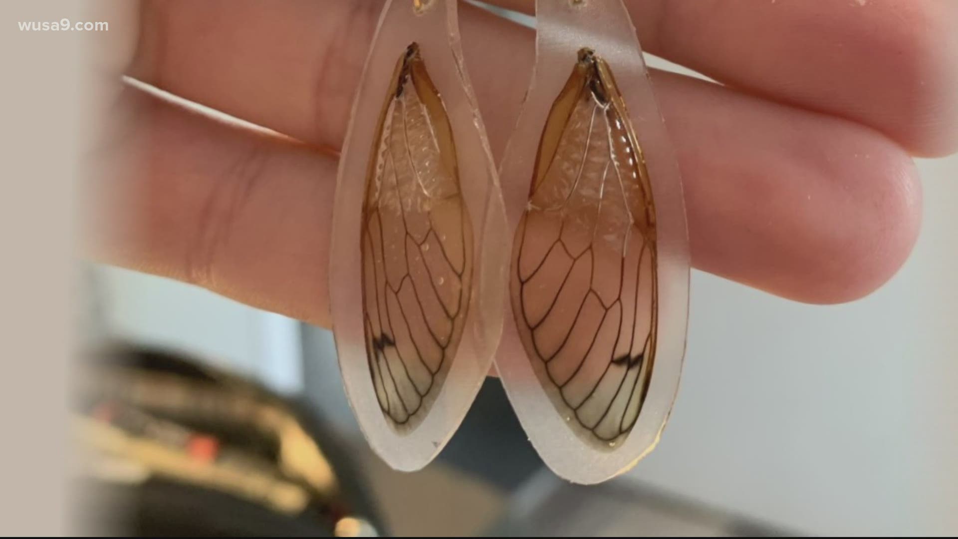 Rebekah Raible makes intricate earrings out of cicada wings.