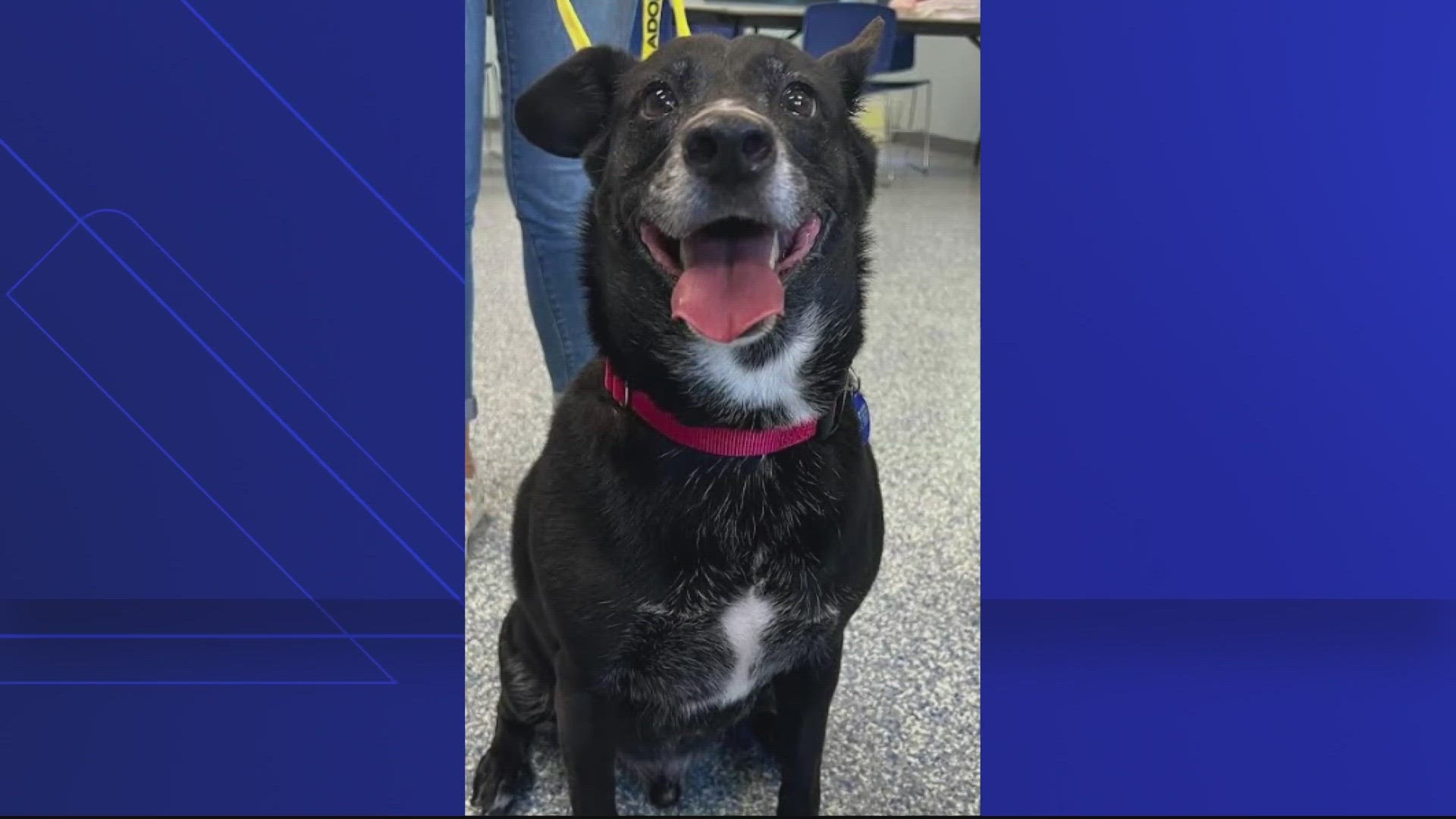 Facebook post draws heavy response to story of dog left alone with its toys, dog bed and other belongings in Arlington County.