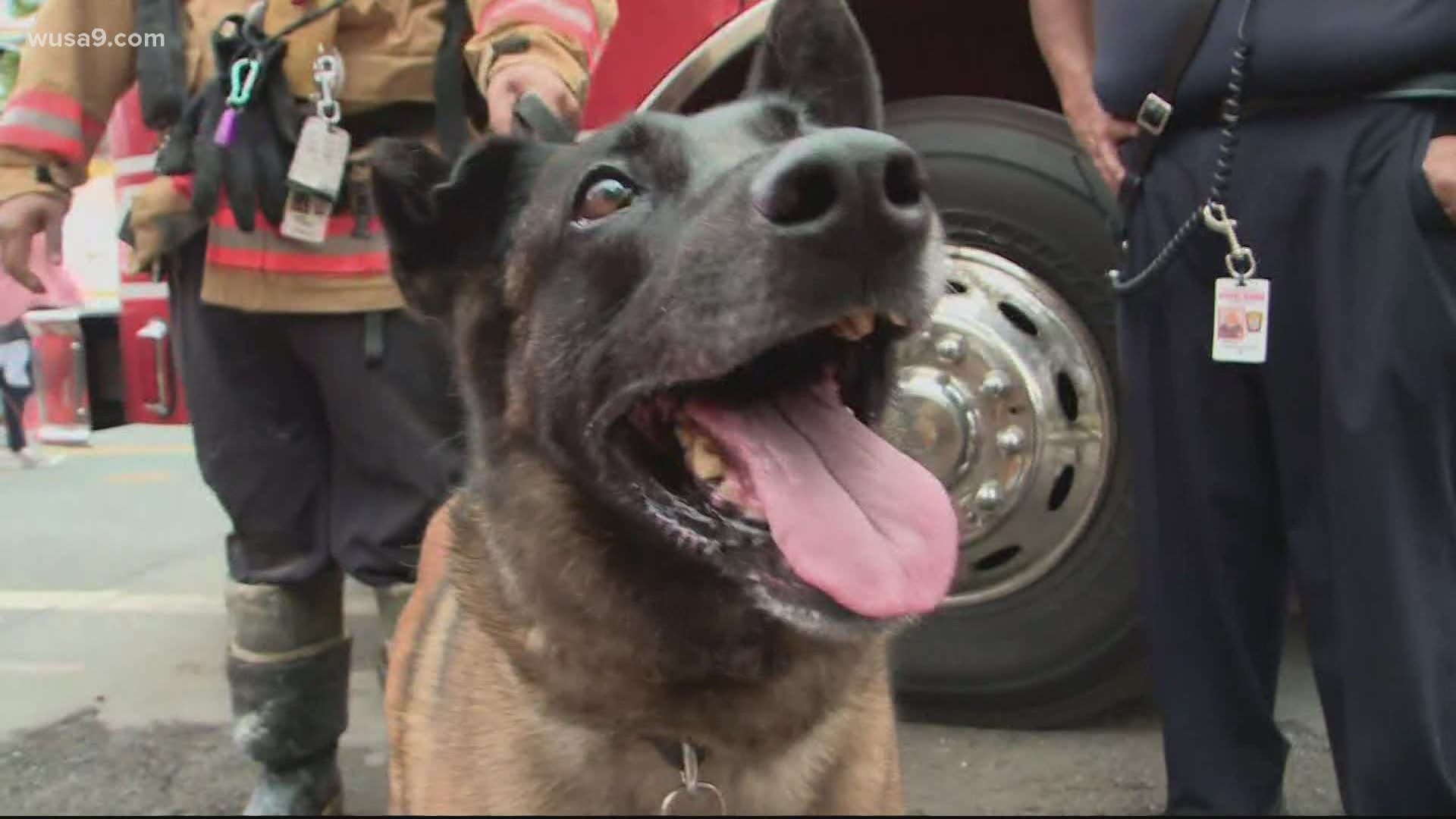 The 7-year-old Belgian Malinois is credited with pinpointing a man buried under three stories of debris after a DC construction collapse.