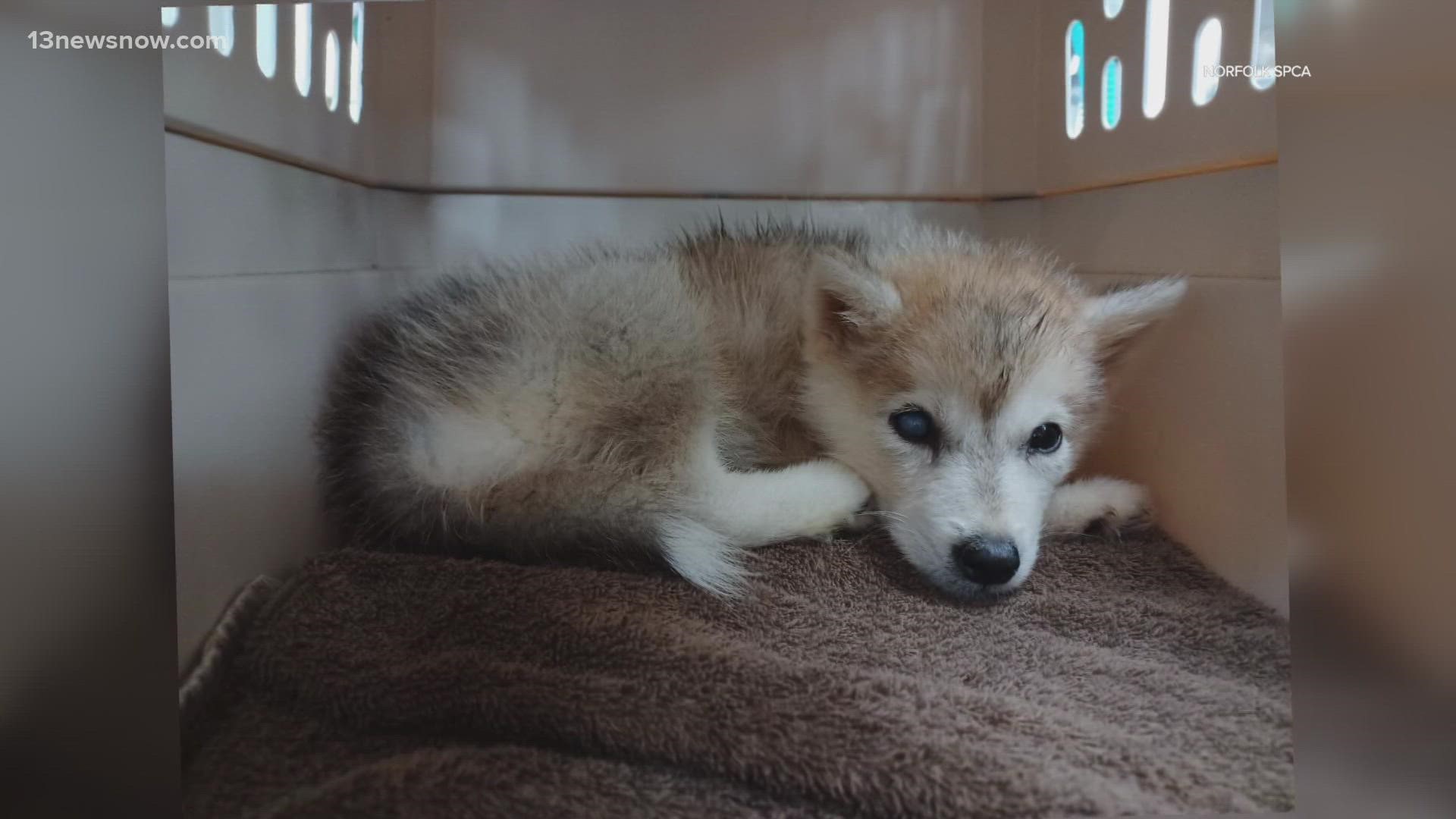 Staff and volunteers at the Norfolk SPCA are working to help the neglected huskies.