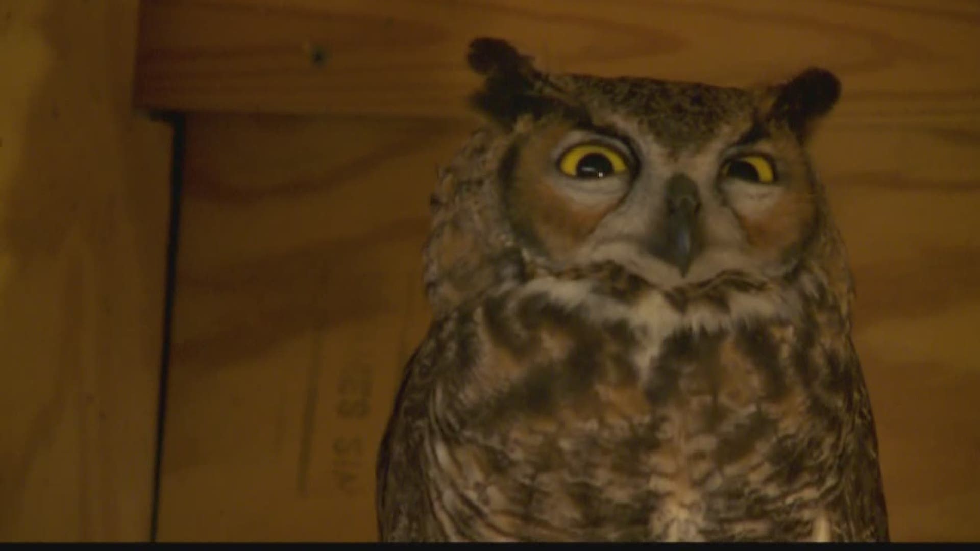 An owl is recovering from a bruised foot after the bird got caught up in netting and dangled upside down from a tree.