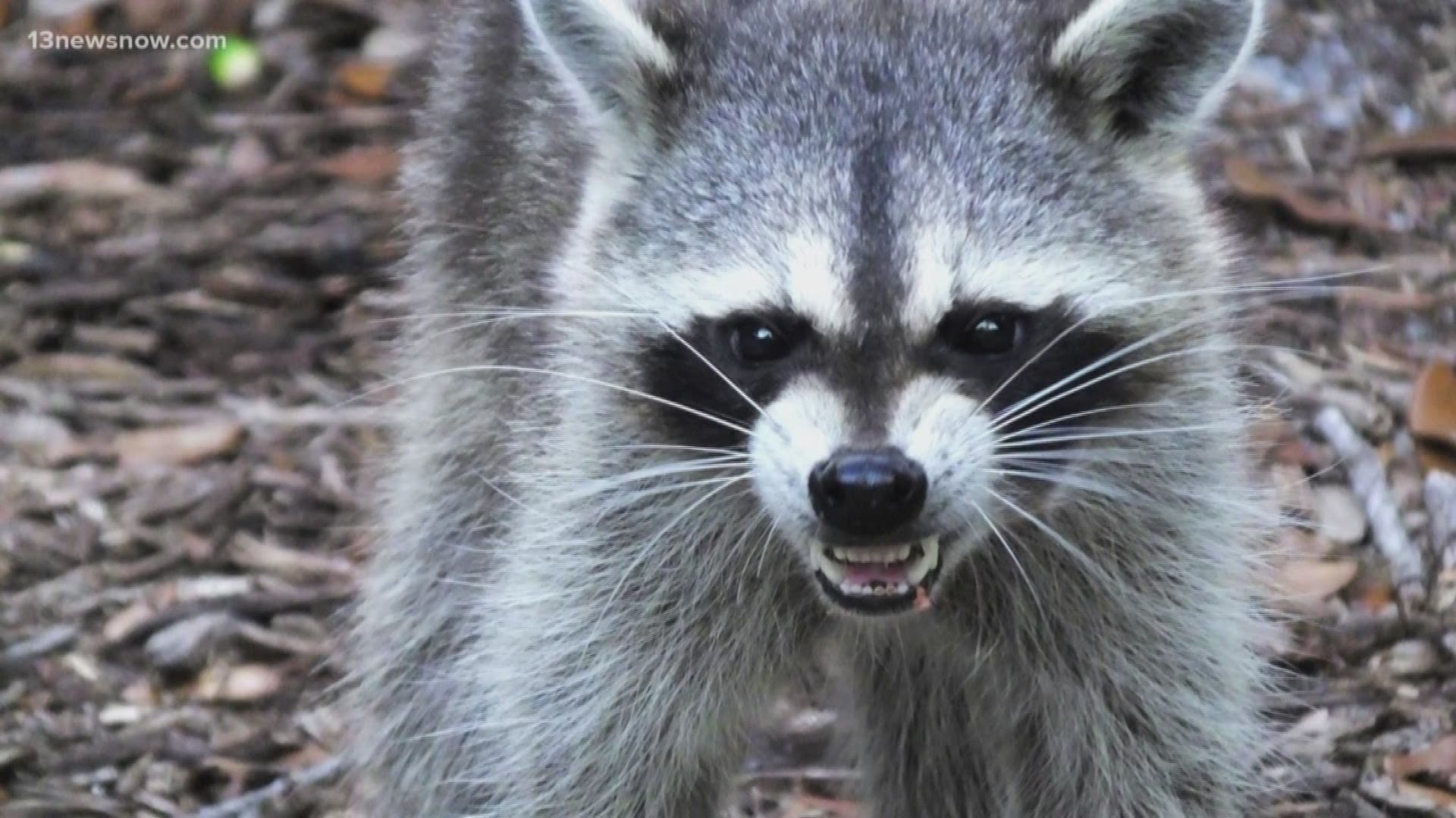 Aircraft to drop rabies vaccines to raccoons in Tennessee | wbir.com