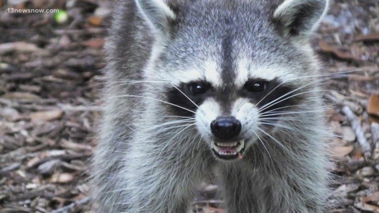 Aircraft to drop experimental marshmallow-flavored rabies vaccines for raccoons in Tennessee
