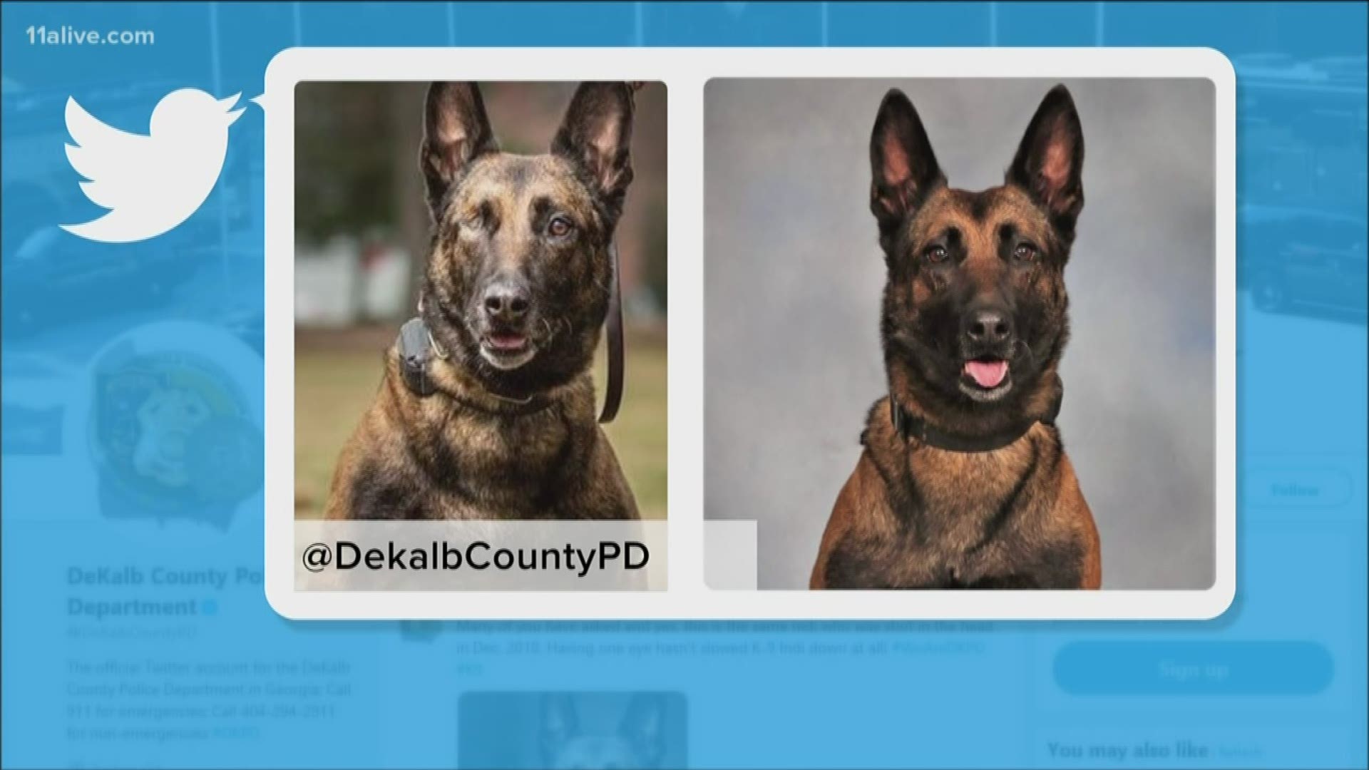 DeKalb County Police K9 officer Indi tracked down the suspect in a fatal hit and run that occurred late Sunday in a drain pipe, police said.