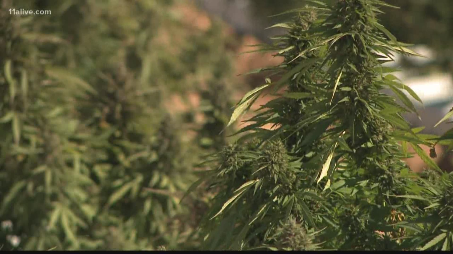 Hemp harvested in Georgia wbir com