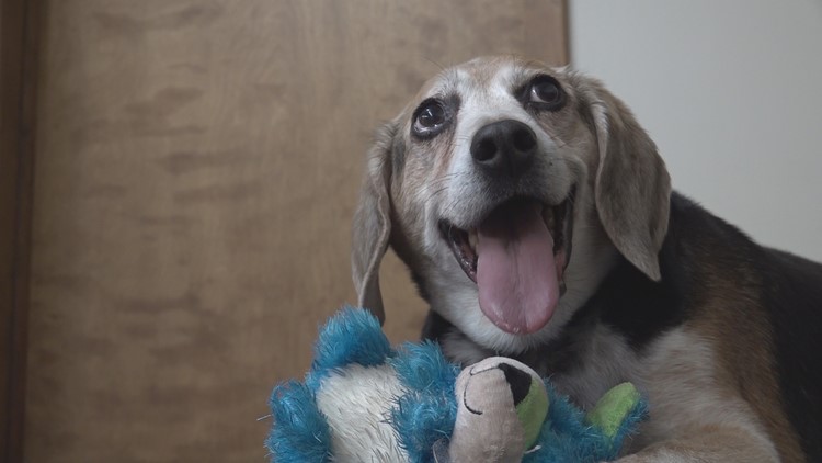 'It was life-changing for him': Rescued beagle sheds 40 pounds since adoption